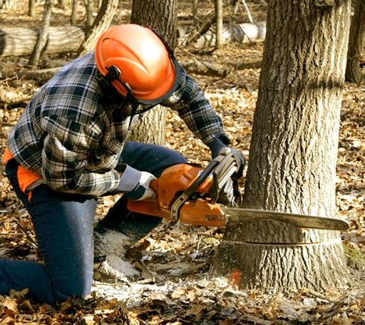 Tree Removal in Parkdale, AR